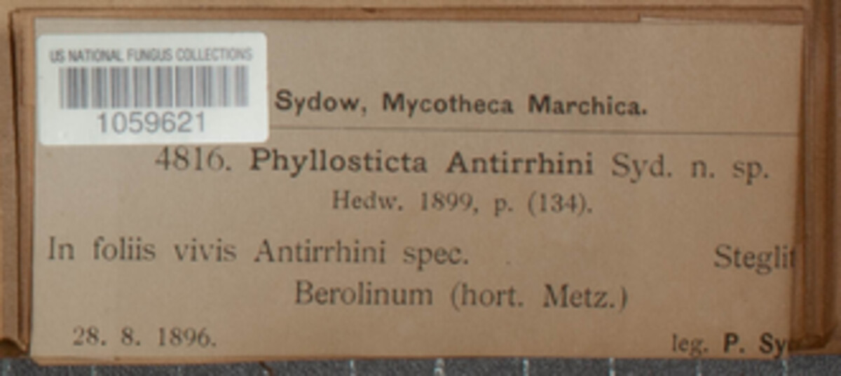 Heterophoma poolensis image